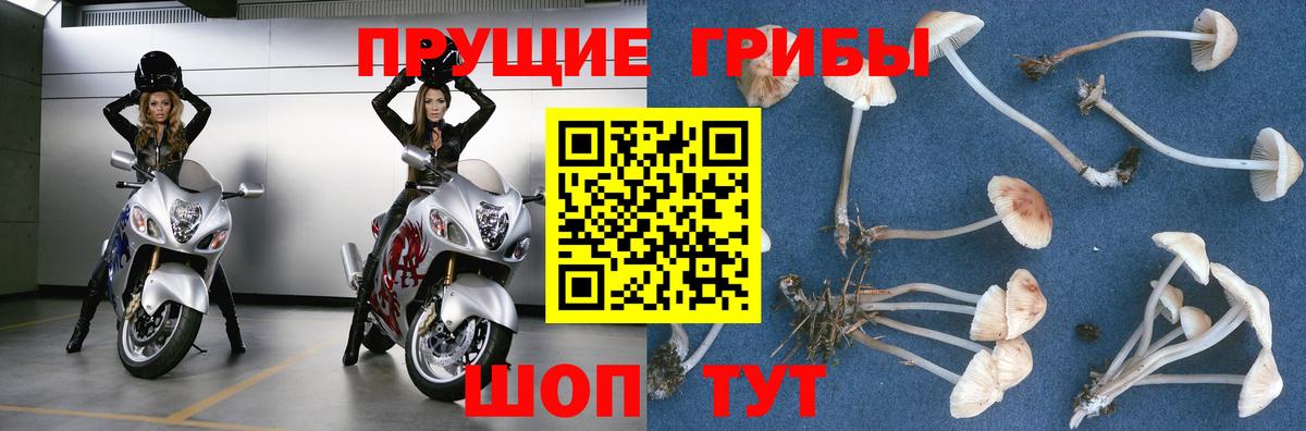 купить наркотики цена  Галлюциногенные грибы Psilocybe  Вход с VPN  Краснодар 